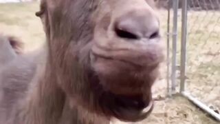 Funny Animals