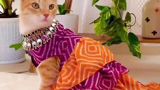 Beautiful cat