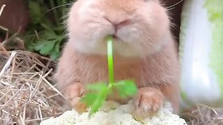 Funny animals