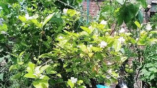 ہماری چھت پہ اور نئے نئے پھل دیکھیں کتنے پیارے پھل ہیں