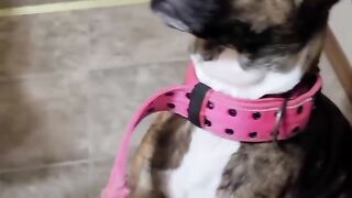 That dog is high AF