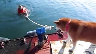 #shorts #funny #cat #dog #animals (52)