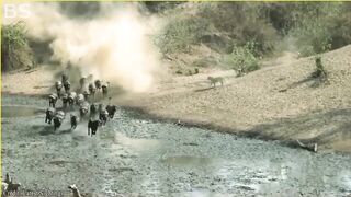 animal video#khan
