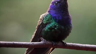 Beija flor Tesoura.