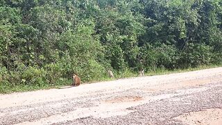 Wildlife