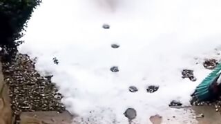 Funny animals 2023???? - Funniest Cats and Dogs Video????????239 #shorts.