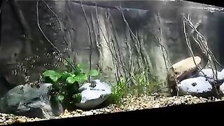 Aquarium hobby