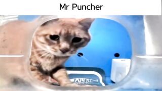 Mr Fresh Universe Part 2 (Hello Street Cat)