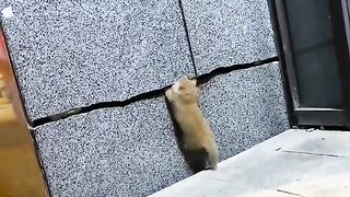 ANIMAL DISCOVERY #animals #catvideo #cat #foryoupage #fyp