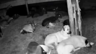 #animals #dog #dogvideos #goat #foryoupage