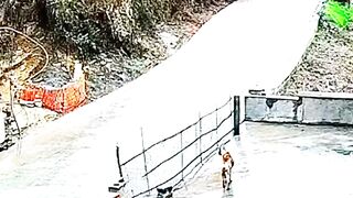Dog fighting lugth