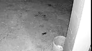 #animals #dogvideos #dog #foryoupage #foryou