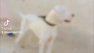 Bouli ???? dog powerful fighting dog ???? very nice dog ????