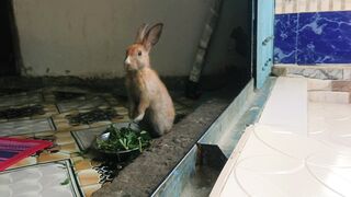 The rabbit is eating grass