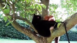 A-house-CAT-became-the-foster-DAD-of-an-abandoned-SQUIRRE