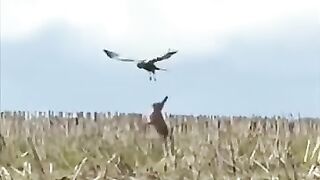 Air vs Hare