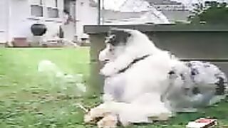 intelligent dog.