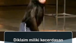 monkey warior