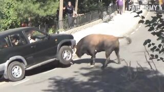 Vidéo Virale Merde Nature, tu fais peur _ Rencontres drôles et effrayantes avec des animaux.