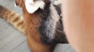 Red pandas are endangered and are legally protected in India, Bhutan