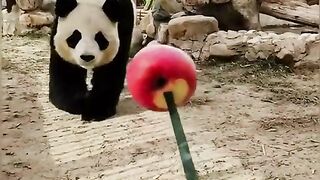 Cute Baloo ???????? #dream #dream_903 #PetsOfTikTok #animalfriends #animalvideo #baloo
