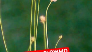 реальность и слоумо