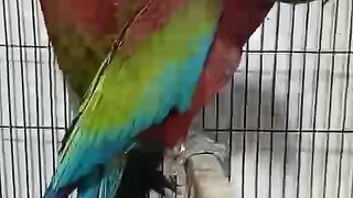 Bilkul red