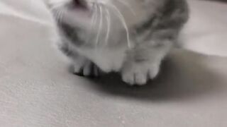 Cute cat video #catlovers #cutecats #funnycats