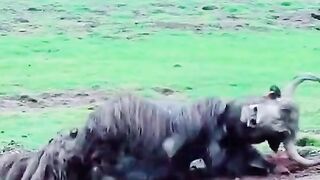 Amazon animals