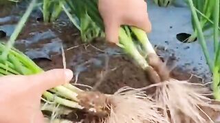 Great art of farming