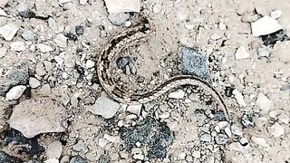 Big Viper Snake