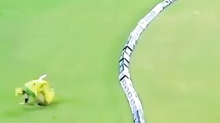 Best Boundary save Brilliant Fileding