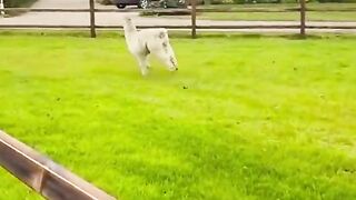 Funny Happy Animals Compilation