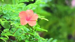 natural beauty