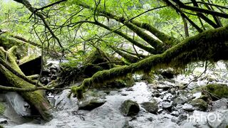 Nature music