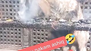 Pyar MN Nakam Ashiq????