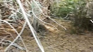Schokari Sand Snake