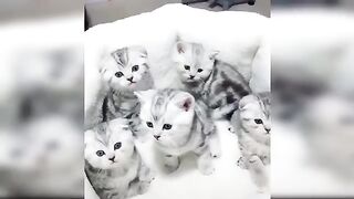 Baby Cats????