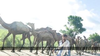 Camel walk