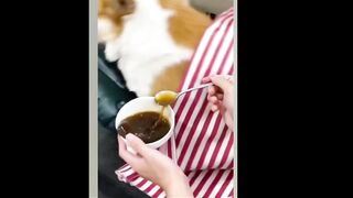 Funny Dogs Voice panjabi Short .