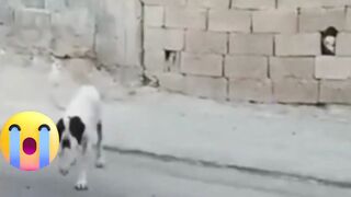 Funny Dog Videos