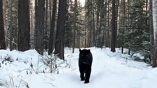 A cat is a cat