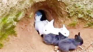 Cute rabbits playing