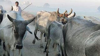 Cow's count | Cow's walking