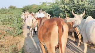 Cows walking