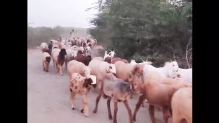 Beautiful sheep's walking in desert Tharparkar
