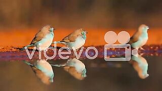 Blue Waxbills