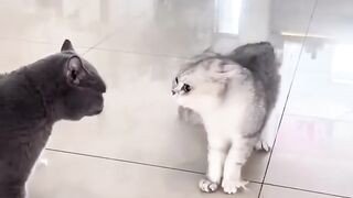 Cats fight