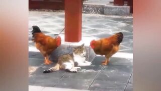 Hens and cat funny fight