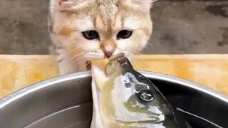 Cute animals